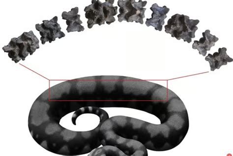 Fossil of the largest snake ever, named 'Vasuki,' discovered in a mine in western India ... - venom of vasuki