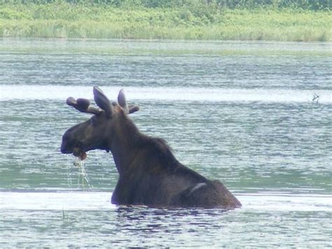 Mainely Photos Moose & Photo Tours (Millinocket) - All You Need to Know ...