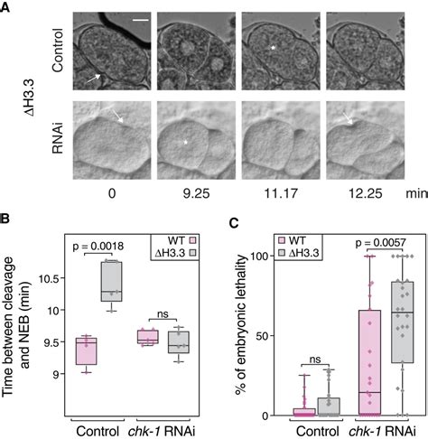 Loss of histone H3.3 results in DNA replication defects and altered ...