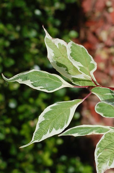 Variegated Plant Identification