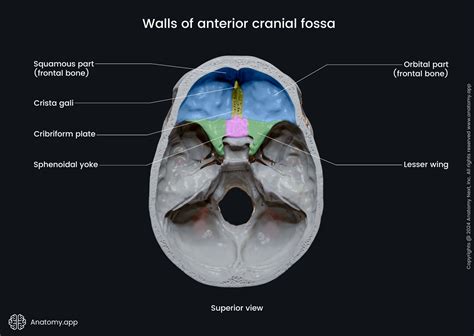 Anterior cranial fossa | Anatomy.app