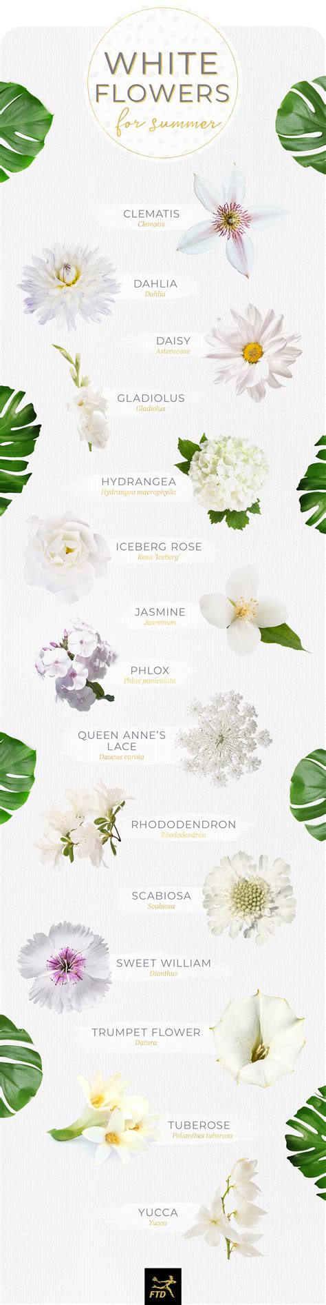Different Types Of White Flowers