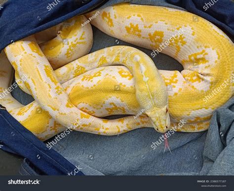 Image result for How to Care for Indian Python