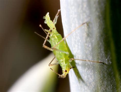 Can parthenogenesis occur in humans? - KnowsWhy.com