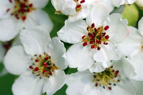 May Birth Flowers: Lily of the Valley and Hawthorn - Symbol Sage