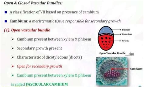 What are vascular bundles according to ncert class 9 - Brainly.in