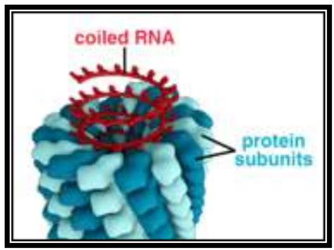 What type of symmetry is displayed by filamentous viruses?type=images