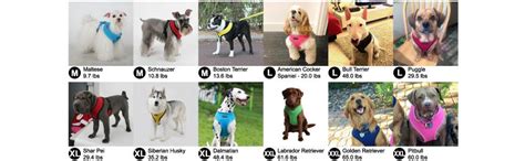 Puppia Soft Dog Harness Small : Amazon.in: Pet Supplies