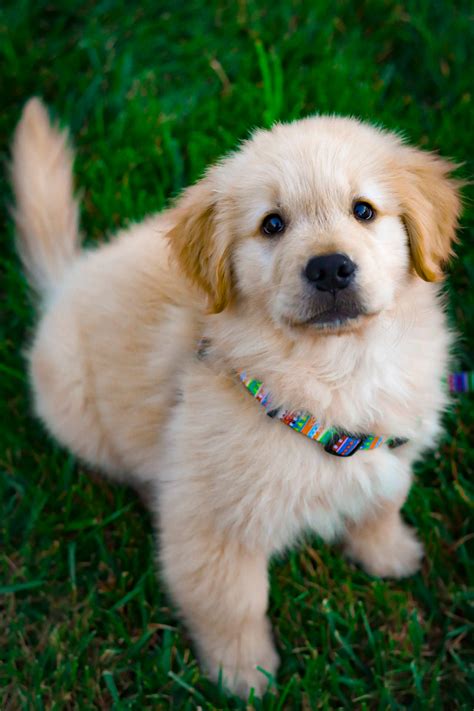 Download Fluffy Golden Retriever Baby Dog Wallpaper | Wallpapers.com