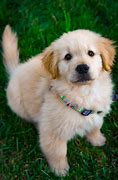 Image result for Funny Cute Baby Dog