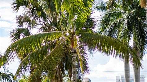 Photos: A look at species of palms in Florida