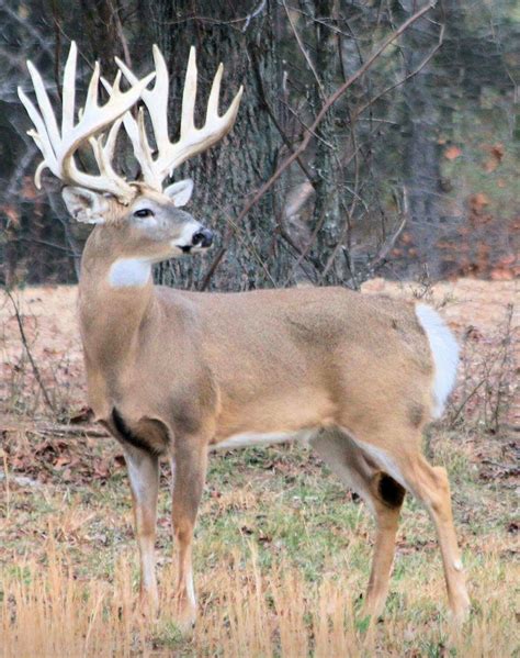 Huge racked buck | Big deer, Deer pictures, Whitetail deer photography