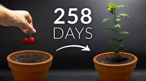 Watch a cherry tree grow in this stunning time-lapse!