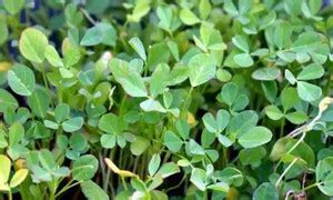 MAA Fenugreek, Methi Seed Price in India - Buy MAA Fenugreek, Methi ...