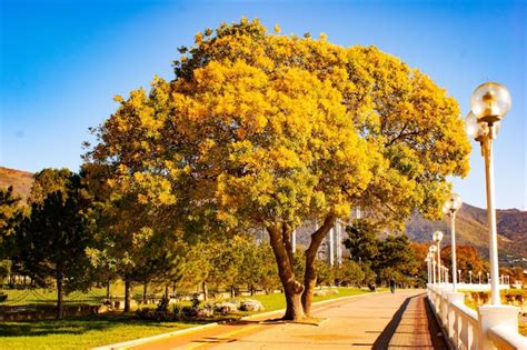 Autumn trees in park against sky | Premium Photo