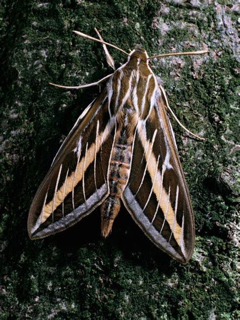 White-Lined Sphinx Moth | HGTV