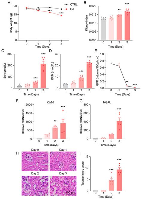Mechanisms of Cisplatin-Induced Acute Kidney Injury: The Role of NRF2 ...