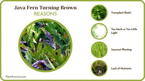 Image result for Brown Java Fern