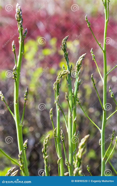 Asparagus Officinalis Young Shoots Stock Photo - Image of pharmacy, plants: 80890520