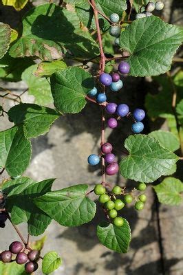 Ampelopsis glandulosa var. heterophylla (Thunb.) Momiy. | Plants of the ...