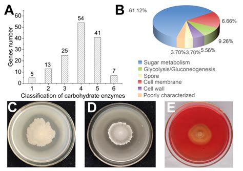 Mechanisms of Surfactin from Bacillus subtilis SF1 against Fusarium ...