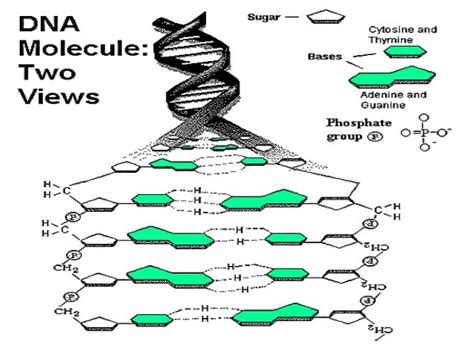 （一）DNA - 《实用免疫细胞与核酸》 - 中医世家