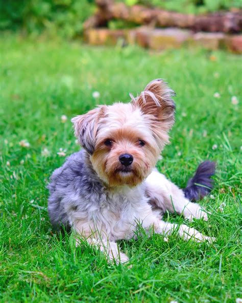 Chihuahua Mixes: 53 Cutest Crossbreeds You'll Want to Adopt!