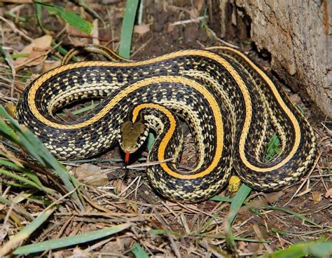 Image result for A Snake Using a Computer
