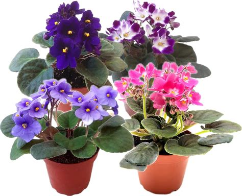 Amazon.com : 4-Pack of 4” Pots African Violets, Saintpaulia ionantha ...