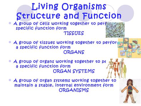 Human body structure and function | PPT
