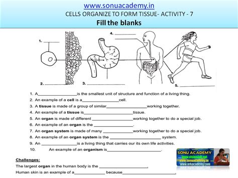 SONU ACADEMY: CELLS ORGANIZE TO FORM TISSUE-ACTIVITY(7)