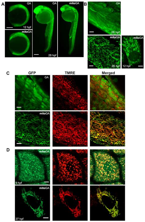 Visualization of Mitochondrial Ca2+ Signals in Skeletal Muscle of ...