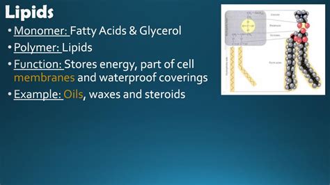 Macromolecules. - ppt download