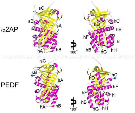 α2-Antiplasmin as a Potential Therapeutic Target for Systemic Sclerosis