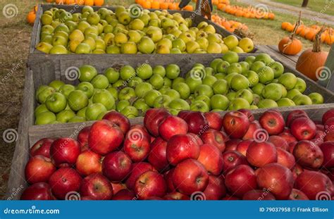 Bushel of Apples stock photo. Image of matter, yellow - 79037958