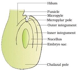 NCERT Class 12 Biology Chapter 2 Notes Sexual Reproduction in Flowering ...