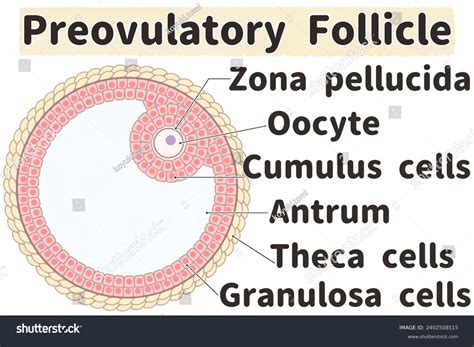 Labeled Graafian Follicle