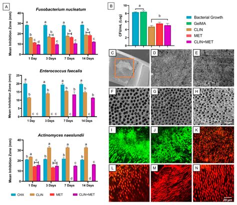 Engineering of Injectable Antibiotic-laden Fibrous Microparticles ...