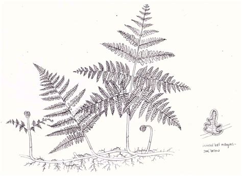 Illustrating Bracken and Ferns - Lizzie Harper