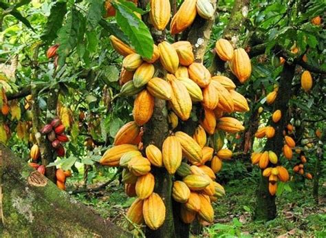 Creative Farmer Dwarf Rare Fruit Yellow Cocoa Plant (1 Healthy Live ...