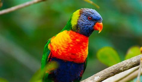 Image result for Parrot O2 Advert