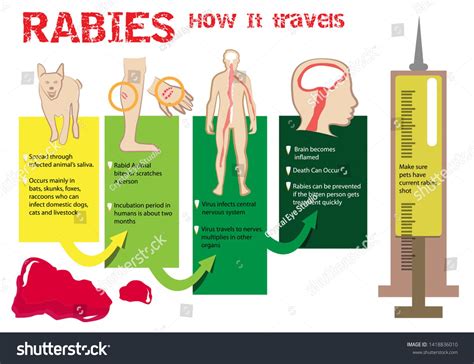 What Happens When Humans Get Rabies