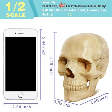 Buy EVOTECH SCIENTIFIC Mini Human Skull Model, Didactic 15 Parts Palm ...