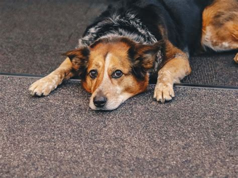 Can Dogs Take Meloxicam