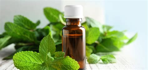 Aromatic and Allied Producing Organic Peppermint oil with Sustainable ...