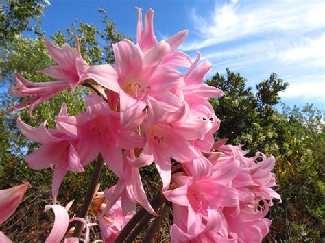 Amaryllis Plant Info - Learn About The Care Of Amaryllis Belladonna