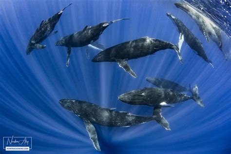 Humpback Whale Pod Pictures
