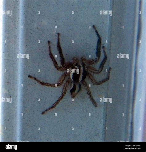 Pantropical Jumping Spider (Plexippus paykulli) Arachnida Stock Photo - Alamy