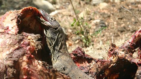 How Komodo Dragons Kill Their Prey – It’s More Than Just a Bite – Reptilekingz