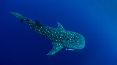 Bing HD Wallpaper 30 Aug 2024: International Whale Shark Day - Bing ...